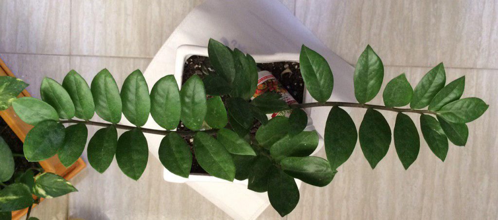 zamiifolia plant